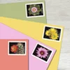 Cactus_Flowers_Stamps_2 Cactus Flowers Stamps - Forever First Class Postage Stamps
