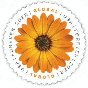 GlobalAfricanDaisy2022 Global :African Daisy 2022