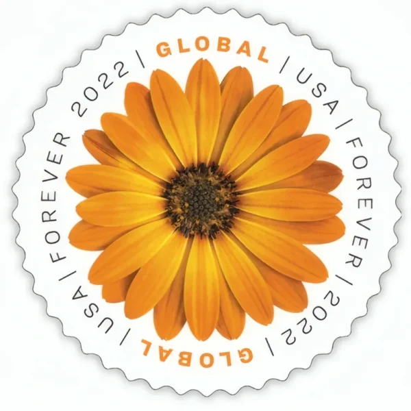 Global :African Daisy 2022