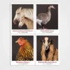 Heritage_Breeds_Stamps_1 Heritage Breeds Stamps - Forever First Class Postage Stamps
