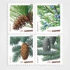 Holiday_Evergreens_Stamps_1 Holiday Evergreens Stamps - Forever First Class Postage Stamps